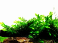 1 - 2-GROW! Quellmoos - Willow Moss / Fontinalis Antipyretica -Pflanzen Serien Rabatt 3FTC T 1 5