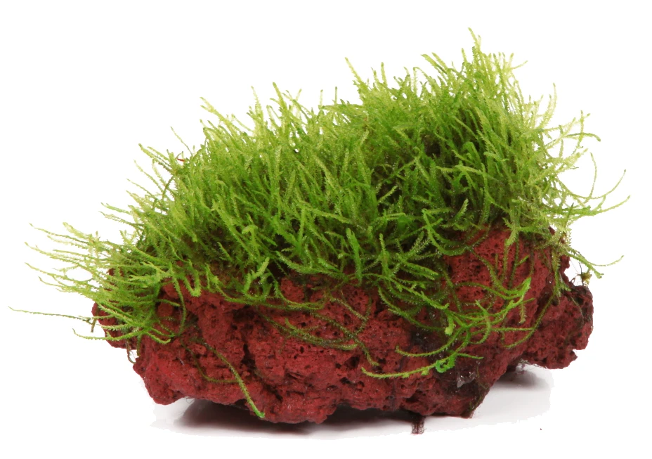 Java-Moos Auf Lavastein / Taxiphyllum Barbieri - Javamoos 3 Java-Moos Auf Lavastein / Taxiphyllum Barbieri - Javamoos