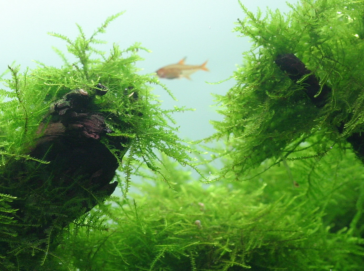 Java-Moos Auf Lavastein / Taxiphyllum Barbieri - Javamoos 4 Java-Moos Auf Lavastein / Taxiphyllum Barbieri - Javamoos – Bild 2