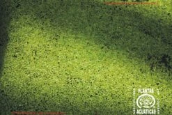 Kleine Wasserlinsen (Entengrütze) / Lemna Minor (Lemnar)