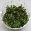 XL In-Vitro Rotala Sp. "Yao-Yai"