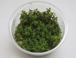 XL In-Vitro Rotala Sp. "Yao-Yai"
