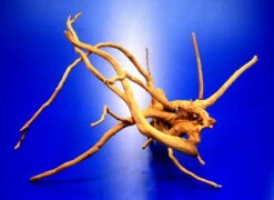 Moorwurzel/Moorkienholz, Gr. S Traumwurzel 20-30cm -Pflanzen Serien Rabatt 4080070AD 1 8