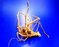 Moorwurzel/Moorkienholz, Gr. M Traumwurzel 30-40cm -Pflanzen Serien Rabatt 4080075AD 1 8