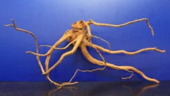 Moorwurzel/Moorkienholz, Gr. L Traumwurzel 40-50cm -Pflanzen Serien Rabatt 4080080AD 1 4