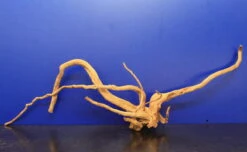 Moorwurzel/Moorkienholz, Gr. XL Traumwurzel 50-60cm -Pflanzen Serien Rabatt 4080085AD 1 8