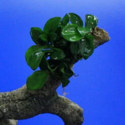 Bonsai Speerblatt-Urwaldbaum Mit Höhle / Regenwaldbaum Mit Anubias 'Petite' - 'Bonsai' -Pflanzen Serien Rabatt 41550 4wf 1 4