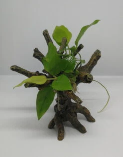 Goldenes Speerblatt-Bäumchen Mit Baumkrone / Urwaldbaum KLEIN Mit Anubia Nana GOLD-BLATT -Pflanzen Serien Rabatt 426746 1wf 1 2