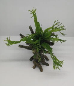 Windelov Javafarn-Bäumchen Mit Baumkrone / Urwaldbaum KLEIN Mit Micr. Windelov 5 Windelov Javafarn-Bäumchen Mit Baumkrone / Urwaldbaum KLEIN Mit Micr. Windelov -Pflanzen Serien Rabatt 426746 4wf 1 2