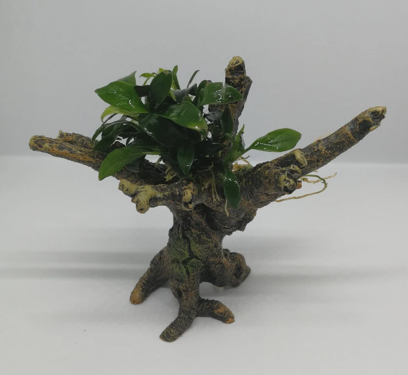 Pangolino Speerblatt-Bäumchen Mit Baumkrone / Urwaldbaum NANO Mit Anubias Pangolino 3 Pangolino Speerblatt-Bäumchen Mit Baumkrone / Urwaldbaum NANO Mit Anubias Pangolino