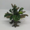 Bucephalandra -Bäumchen Mit Baumkrone / Urwaldbaum NANO Mit Bucephalandra -Pflanzen Serien Rabatt 426753 2wf 1 1