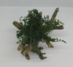 Mini Bolbitis-Bäumchen Mit Baumkrone / Urwaldbaum NANO Mit Bolbitis (heteroclita) Difformis -Pflanzen Serien Rabatt 426753 3wf 1 2