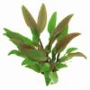 Gelber Wasserkelch / Cryptocoryne Walkeri "lutea" 1 Gelber Wasserkelch / Cryptocoryne Walkeri "lutea" -Pflanzen Serien Rabatt 435DE T 1