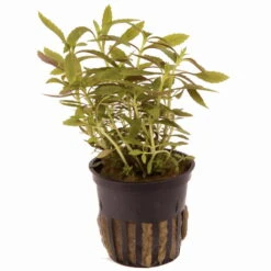 Tannenwedelähnlicher Sumpffreund / Limnophila Hippuridoides -Pflanzen Serien Rabatt 47C T 1 2