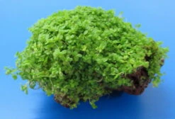 Lavastein Mit KUBA Zwerg-Perlenkraut / Hemianthus Callitrichoides Cuba, Hcc -Pflanzen Serien Rabatt 48bYLS T 1 6