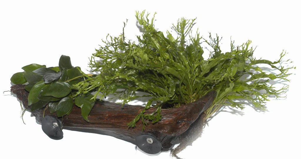 XL-Wurzel + 2 Saugnäpfe Mit Javafarn Windelov Und Anubias Nana 3 XL-Wurzel + 2 Saugnäpfe Mit Javafarn Windelov Und Anubias Nana