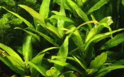 Thailändischer Wasserfreund / Hygrophila Corymbosa 'Siamensis' Im Topf -Pflanzen Serien Rabatt 53A T 1 6