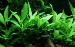 Schmalblättriger Wasserfreund / Hygrophila Corymbosa 'Siamensis 53B' Im Topf -Pflanzen Serien Rabatt 53B T 1 4