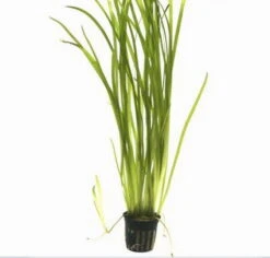 Marmorierte Wasserschraube / Vallisneria Spiralis 'Tiger' Im Topf -Pflanzen Serien Rabatt 55A T 1 3