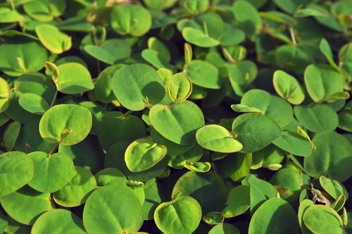 InVitro Schwimmende Wolfsmilch / Phyllanthus Fluitans 3 InVitro Schwimmende Wolfsmilch / Phyllanthus Fluitans