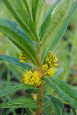 Straußgoldfelberich, Gelb / Lysimachia Thyrsiflora Im 9x9 Cm Topf