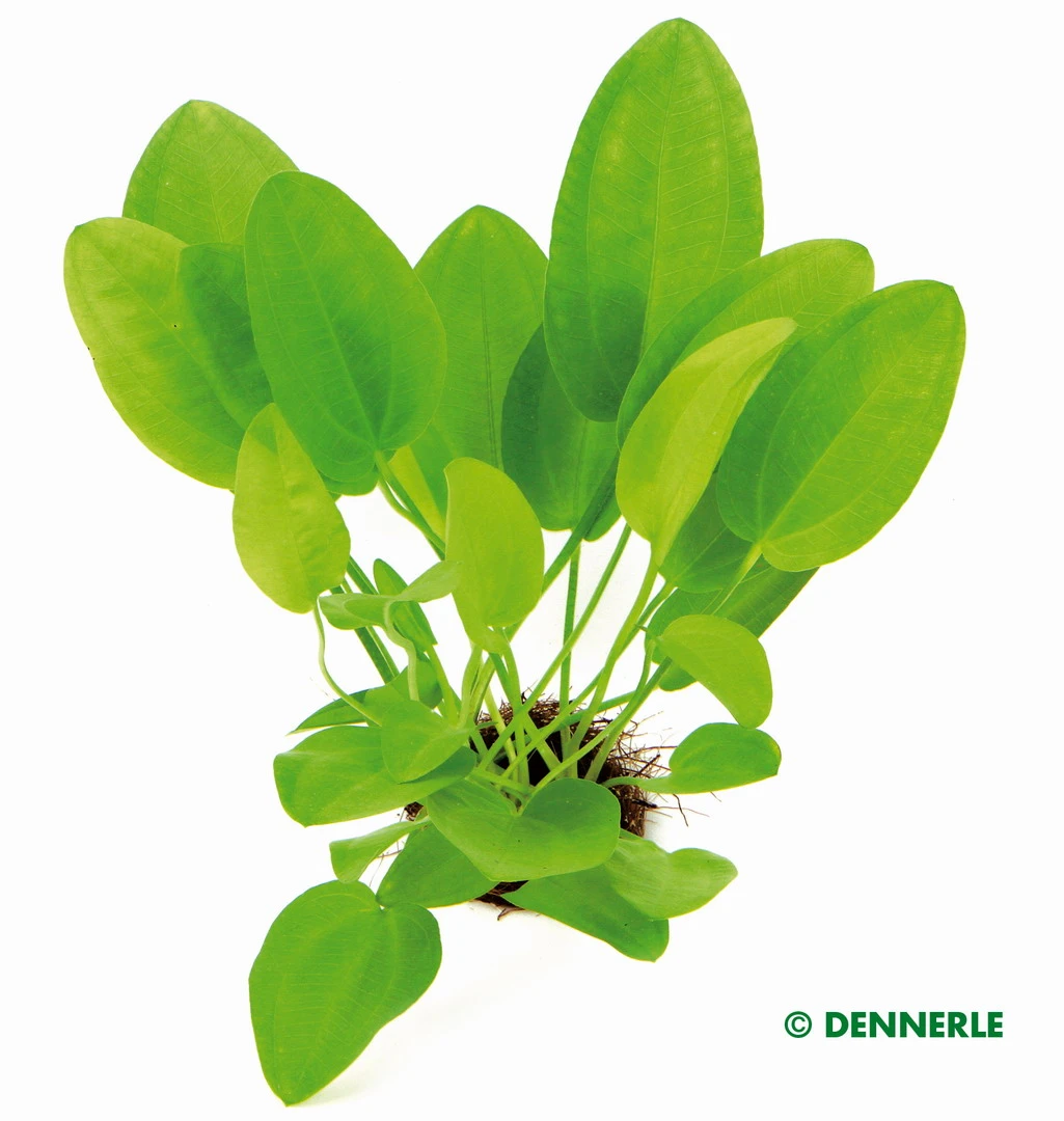 Dennerle Mini - Fröschlöffel / Echinodorus Cordifolius MINI 3 Dennerle Mini - Fröschlöffel / Echinodorus Cordifolius MINI