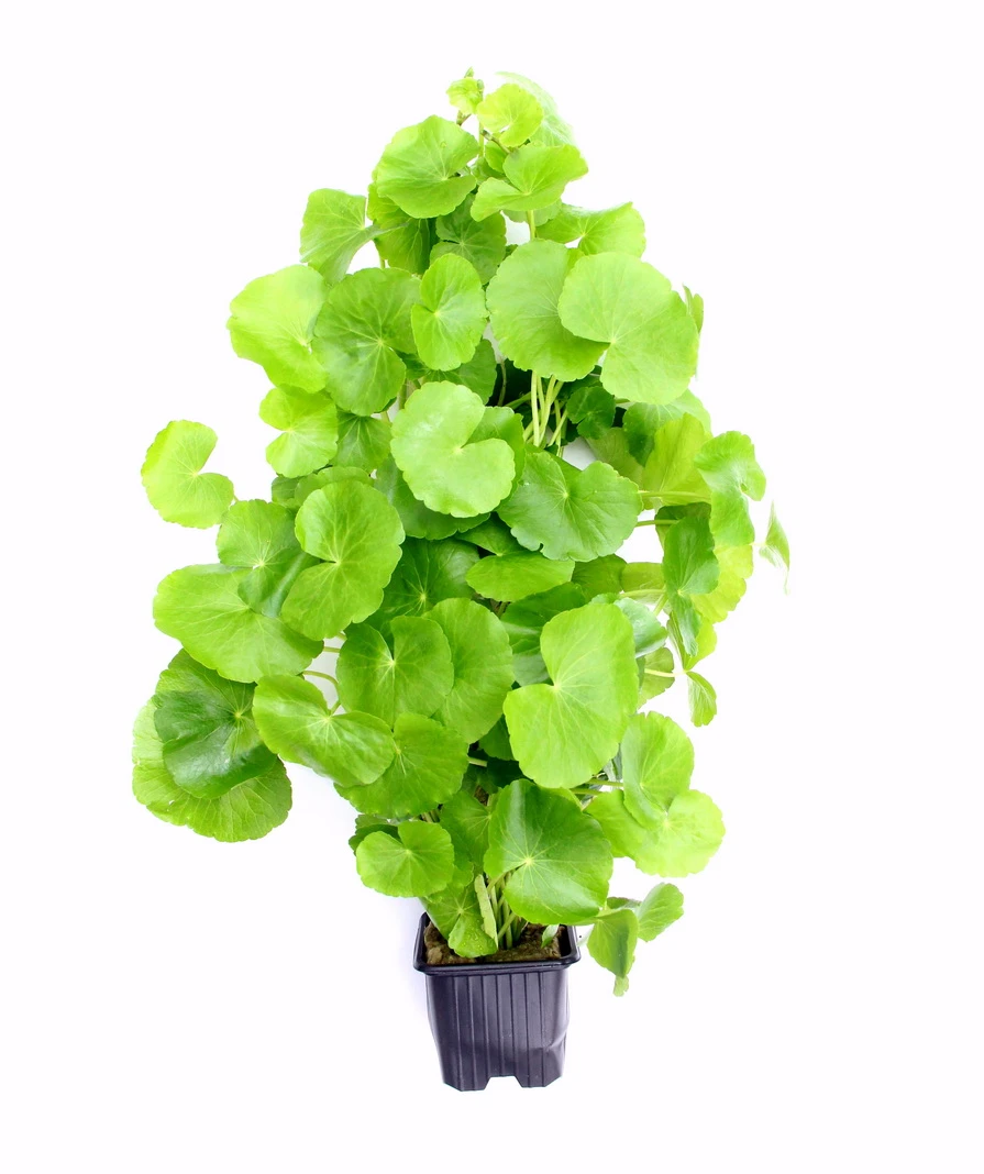 MUTTERPFLANZE Brasilianischer Wassernabel / Hydrocotyle Leucocephala 3 MUTTERPFLANZE Brasilianischer Wassernabel / Hydrocotyle Leucocephala