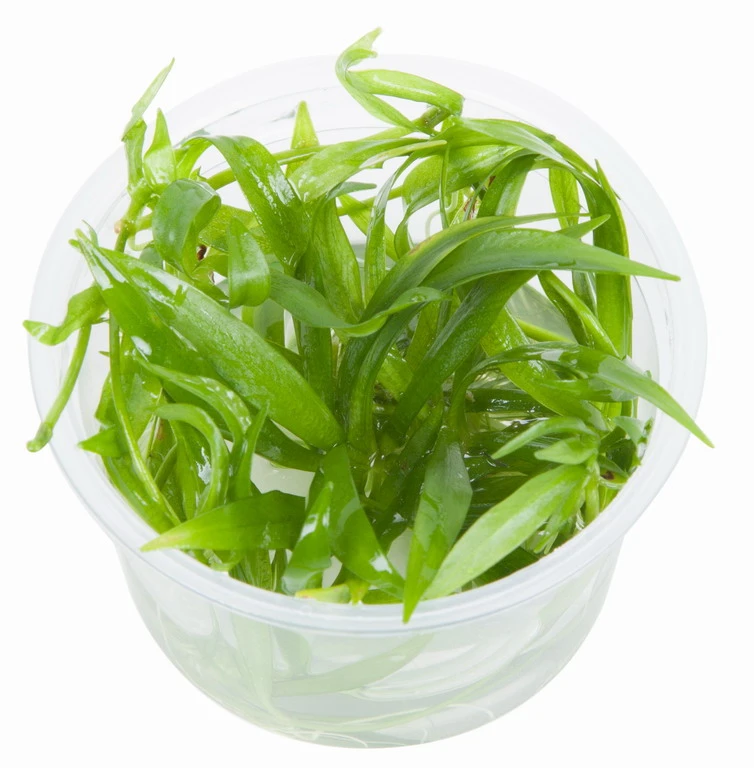 1-2-GROW! Breitblättrige Zwergamazonas / Helanthium 'Quadricostatus' 4 1-2-GROW! Breitblättrige Zwergamazonas / Helanthium 'Quadricostatus' – Bild 2