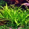 1-2-GROW! Kleines Flutendes Pfeilkraut / Sagittaria Subulata (sabulata) Von TROPICA -Pflanzen Serien Rabatt 79TC T 1 2