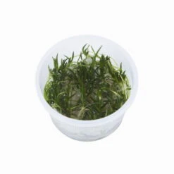 1-2-GROW! Europäischer Strandling / Littorella Uniflora 5 1-2-GROW! Europäischer Strandling / Littorella Uniflora -Pflanzen Serien Rabatt 81TC T 1 3