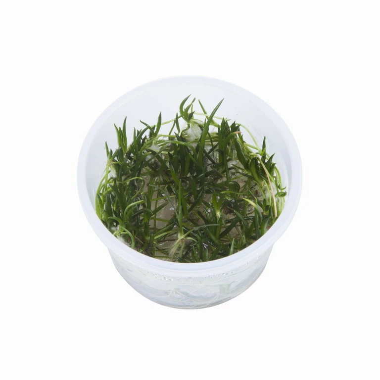 1-2-GROW! Europäischer Strandling / Littorella Uniflora 4 1-2-GROW! Europäischer Strandling / Littorella Uniflora – Bild 2