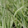 Rohrglanzgras, Weiß-gestreift / Phalaris Arundinacea 'Picta' Im 9x9 Cm Topf 1 Rohrglanzgras, Weiß-gestreift / Phalaris Arundinacea 'Picta' Im 9x9 Cm Topf -Pflanzen Serien Rabatt 850Wo 1 1
