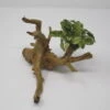 Geschecktes Zwergspeerblatt-Spiderwood / Künstliche Nano-Moorwurzel Mit Anubias Nana ´Pinto´ -Pflanzen Serien Rabatt 87871 3wf 1 1