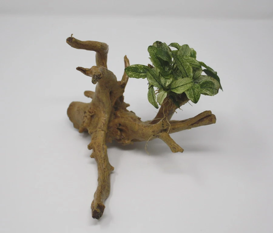 Geschecktes Zwergspeerblatt-Spiderwood / Künstliche Nano-Moorwurzel Mit Anubias Nana ´Pinto´ 3 Geschecktes Zwergspeerblatt-Spiderwood / Künstliche Nano-Moorwurzel Mit Anubias Nana ´Pinto´