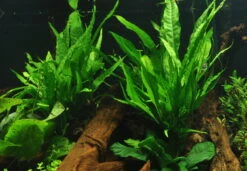 Großer Lavastein Mit Javafarn / Microsorum Pteropus Auf Lavastein - Gr. XL -Pflanzen Serien Rabatt 8YLX T 1 4