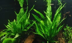 Pflanzen Serien Rabatt -Pflanzen Serien Rabatt 8YWX T 1 4