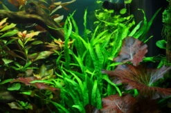 Wurzel Mit Schmalblättrigem Javafarn / Microsorum Pteropus Narrow Auf Wurzel -Pflanzen Serien Rabatt 8aYWS T 1 4