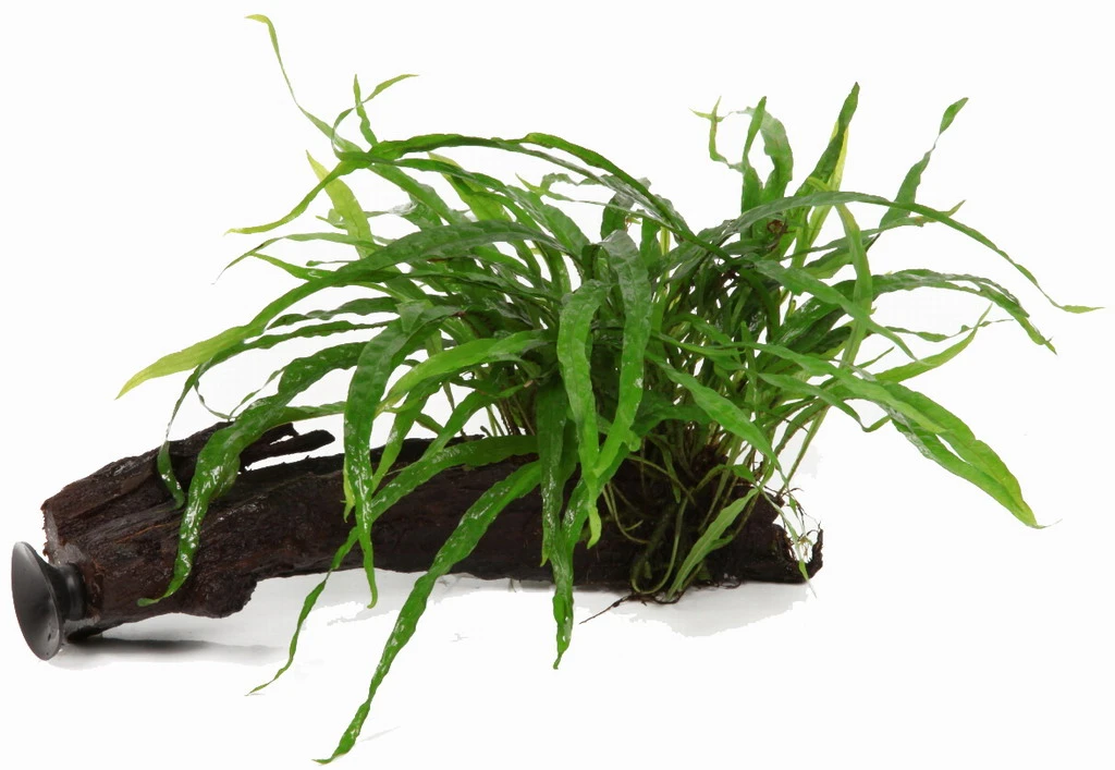 Wurzel+Saugnapf Mit Schmalblättrigem Javafarn / Microsorum Pt. Narrow Auf Wurzel+Sauger 3 Wurzel+Saugnapf Mit Schmalblättrigem Javafarn / Microsorum Pt. Narrow Auf Wurzel+Sauger