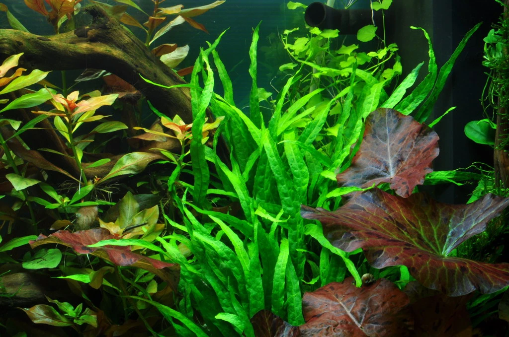 Wurzel+Saugnapf Mit Schmalblättrigem Javafarn / Microsorum Pt. Narrow Auf Wurzel+Sauger 4 Wurzel+Saugnapf Mit Schmalblättrigem Javafarn / Microsorum Pt. Narrow Auf Wurzel+Sauger – Bild 2