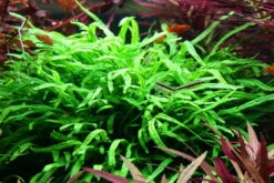 Wurzel Mit Trident Javafarn / Microsorum Pteropus Trident 5 Wurzel Mit Trident Javafarn / Microsorum Pteropus Trident -Pflanzen Serien Rabatt 8gYWS T 1 4