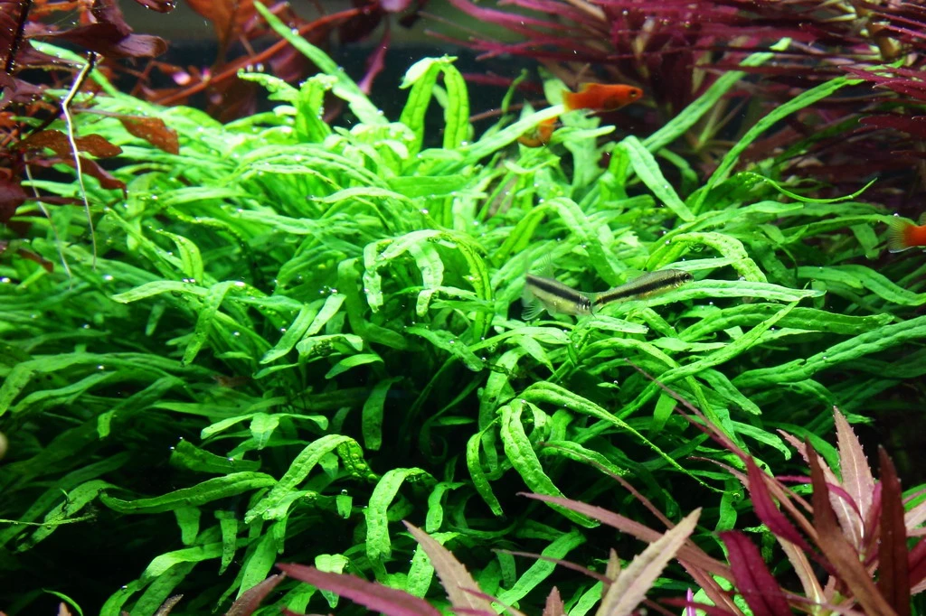 Wurzel Mit Trident Javafarn / Microsorum Pteropus Trident 4 Wurzel Mit Trident Javafarn / Microsorum Pteropus Trident – Bild 2