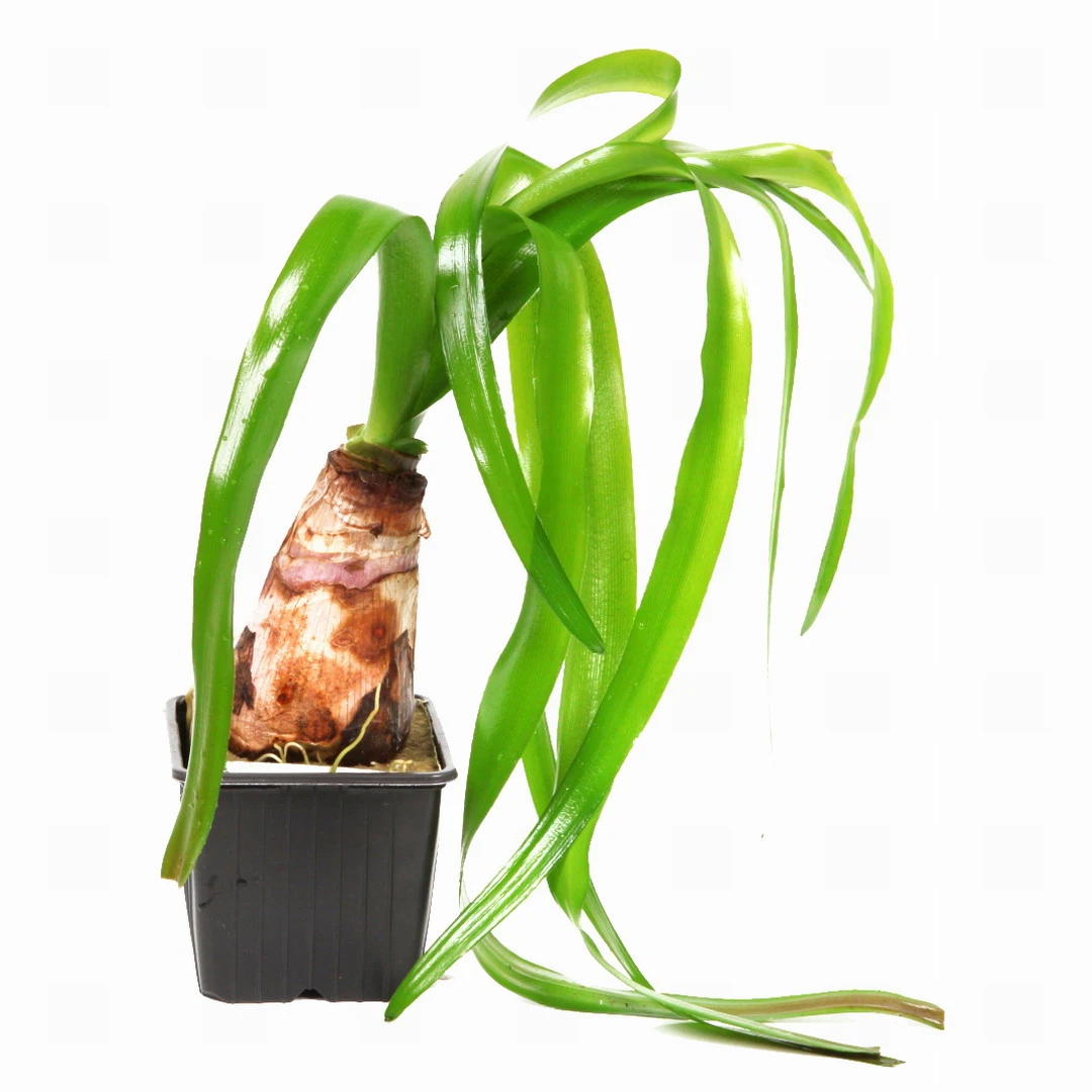 MUTTERPFLANZE Thailändische Wasserlilie / Crinum Thaianum 4 MUTTERPFLANZE Thailändische Wasserlilie / Crinum Thaianum – Bild 2