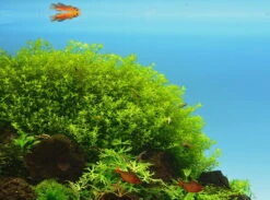 *NEU* Quirlblättriges Perlenkraut / Hemianthus Glomeratus -Pflanzen Serien Rabatt 943DE 1 10