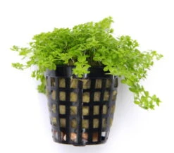 *NEU* Quirlblättriges Perlenkraut / Hemianthus Glomeratus -Pflanzen Serien Rabatt 943DE 1 4