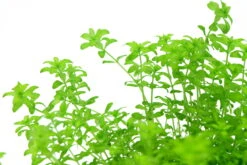 *NEU* Quirlblättriges Perlenkraut / Hemianthus Glomeratus -Pflanzen Serien Rabatt 943DE 1 6