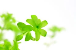 *NEU* Quirlblättriges Perlenkraut / Hemianthus Glomeratus -Pflanzen Serien Rabatt 943DE 1 8