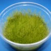 XL In-Vitro Kriechendes Stumpfdeckelmoos (Nano Moss) / Amblystegium Serpens Im Moos XL-Cup 1 XL In-Vitro Kriechendes Stumpfdeckelmoos (Nano Moss) / Amblystegium Serpens Im Moos XL-Cup -Pflanzen Serien Rabatt A DZ 1 1 1