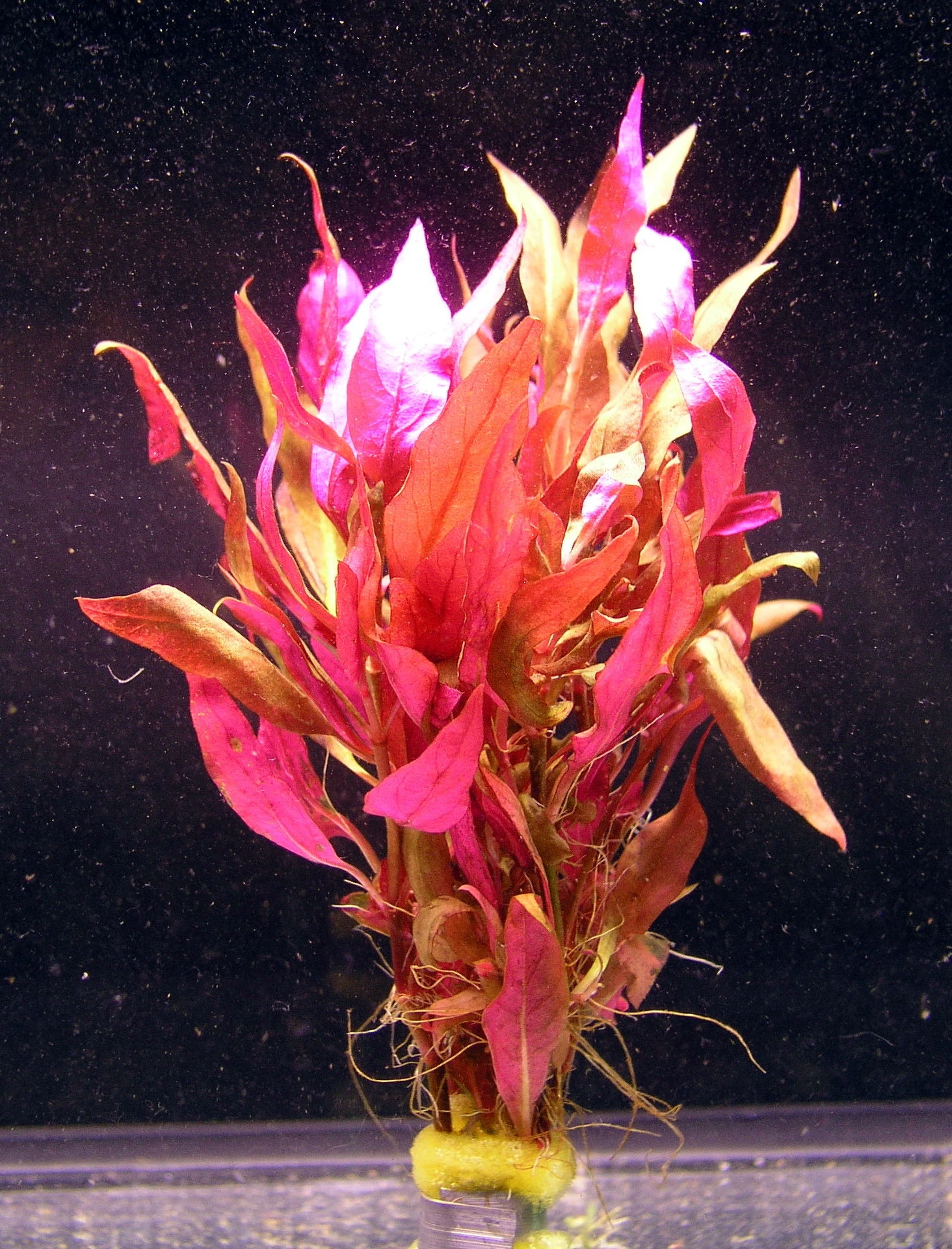 MUTTERPFLANZE Rosablättriges Papageienblatt / Alternanthera Reineckii PINK - Roseafolia 3 MUTTERPFLANZE Rosablättriges Papageienblatt / Alternanthera Reineckii PINK - Roseafolia