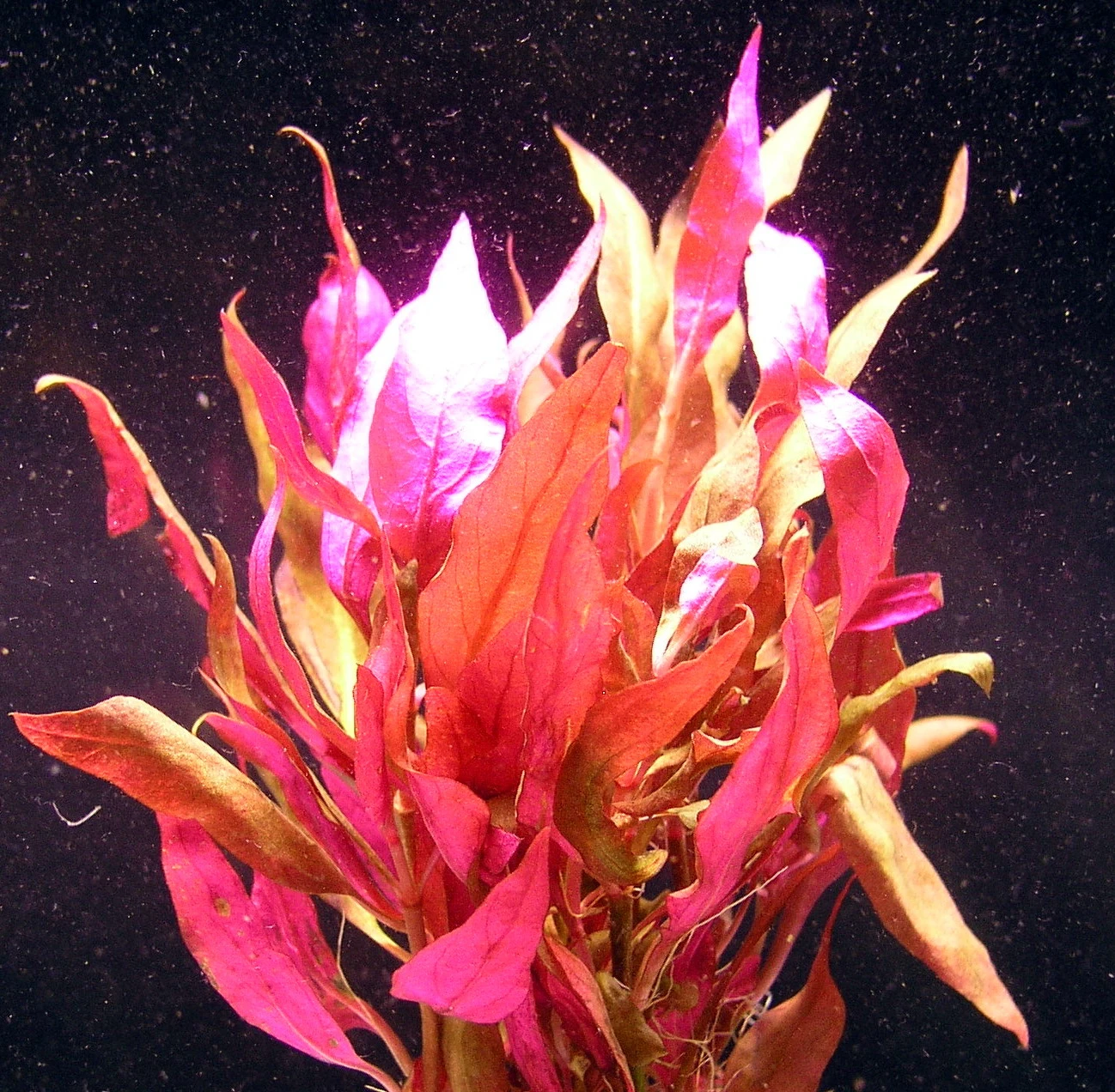 MUTTERPFLANZE Rosablättriges Papageienblatt / Alternanthera Reineckii PINK - Roseafolia 4 MUTTERPFLANZE Rosablättriges Papageienblatt / Alternanthera Reineckii PINK - Roseafolia – Bild 2