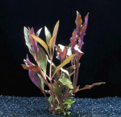 MUTTERPFLANZE Rosablättriges Papageienblatt / Alternanthera Reineckii PINK - Roseafolia 7 MUTTERPFLANZE Rosablättriges Papageienblatt / Alternanthera Reineckii PINK - Roseafolia -Pflanzen Serien Rabatt B006PP 1 3